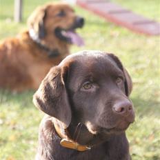 Labrador retriever Aslan