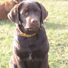 Labrador retriever Aslan