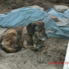 Blanding af racer Aika