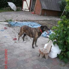 Blanding af racer Aika