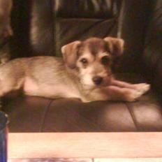 Blanding af racer Mille