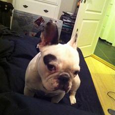 Fransk bulldog Malou