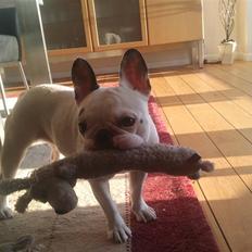 Fransk bulldog Malou