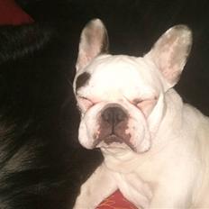 Fransk bulldog Malou