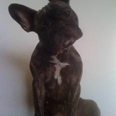 Fransk bulldog Niki