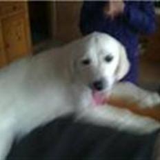 Golden retriever Sindy * min Farmor's *