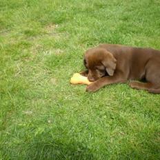 Blanding af racer  Tinka¤Me Soulmate¤