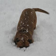 Blanding af racer nuggi <3