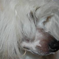 Chinese crested powder puff Bellis.