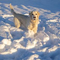 Golden retriever King