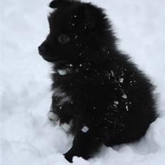 Pomeranian Armani