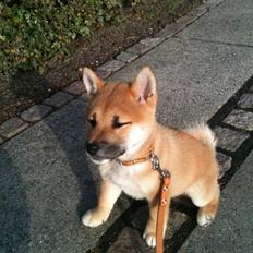 Shiba Kato
