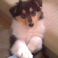 Collie langhåret Luffe