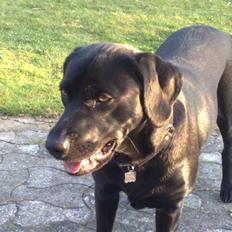 Labrador retriever Freja