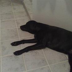 Labrador retriever Freja