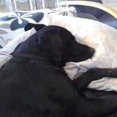 Labrador retriever Freja