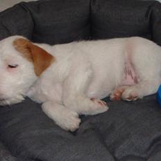 Parson russell terrier Uggi Winn Røgild´s