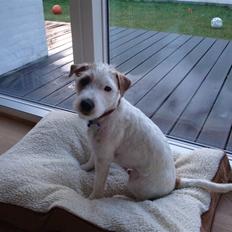 Parson russell terrier Uggi Winn Røgild´s