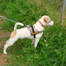 Parson russell terrier Uggi Winn Røgild´s