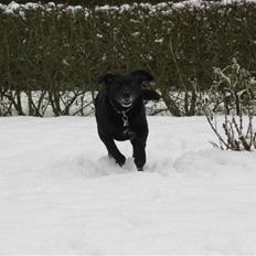 Blanding af racer tayson 