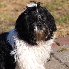 Shih tzu Manse