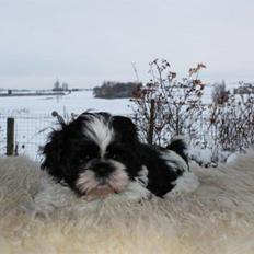 Shih tzu Manse