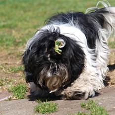 Shih tzu Manse