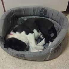 Blanding af racer Vega