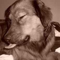 Blanding af racer Snoopy