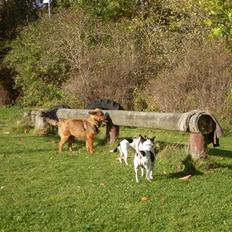 Blanding af racer Snoopy