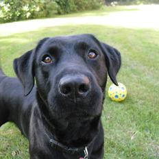 Labrador retriever King