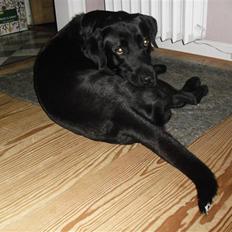 Labrador retriever King