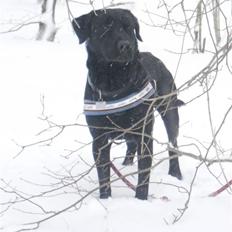 Labrador retriever King