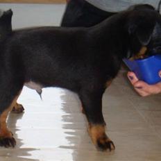 Griffon petit brabancon Diesel