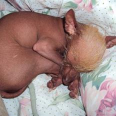 Xoloitzcuintle Lille My