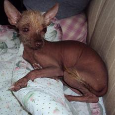 Xoloitzcuintle Lille My