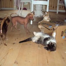 Xoloitzcuintle Lille My