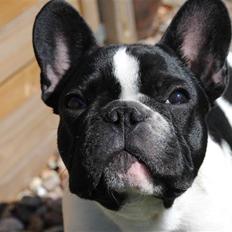 Fransk bulldog Hugs Abilio Bachelet "Costa"
