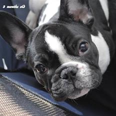 Fransk bulldog Hugs Abilio Bachelet "Costa"