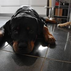 Rottweiler Logan