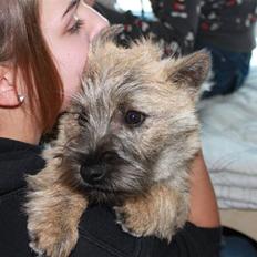 Cairn terrier Ludvig Holberg(Barcardi)