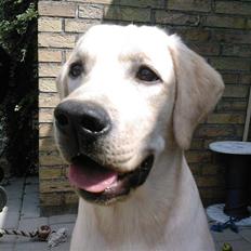 Labrador retriever Cato