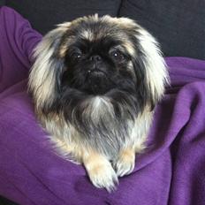 Pekingeser Lullu