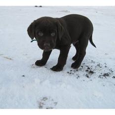 Labrador retriever Tyson