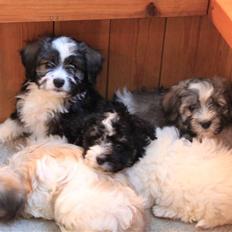 Bichon havanais Jabir's Danés El es Macho