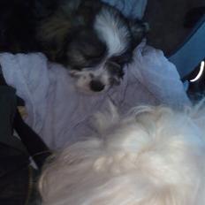 Bichon havanais Jabir's Danés El es Macho