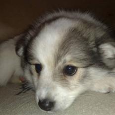 Blanding af racer Ziri (muffi)