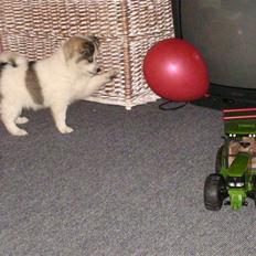 Blanding af racer Ziri (muffi)