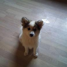 Blanding af racer Ziri (muffi)