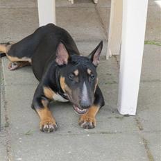 Bullterrier miniature Jersey